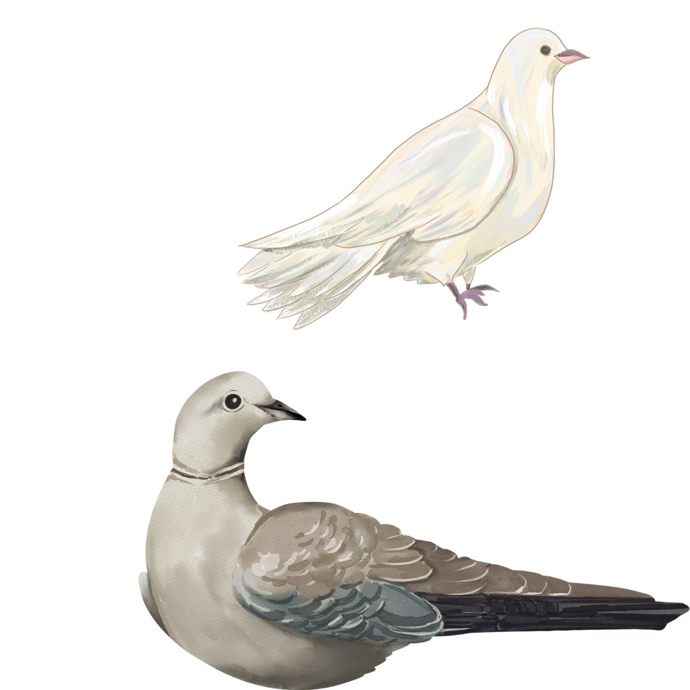 La paloma y tórtola