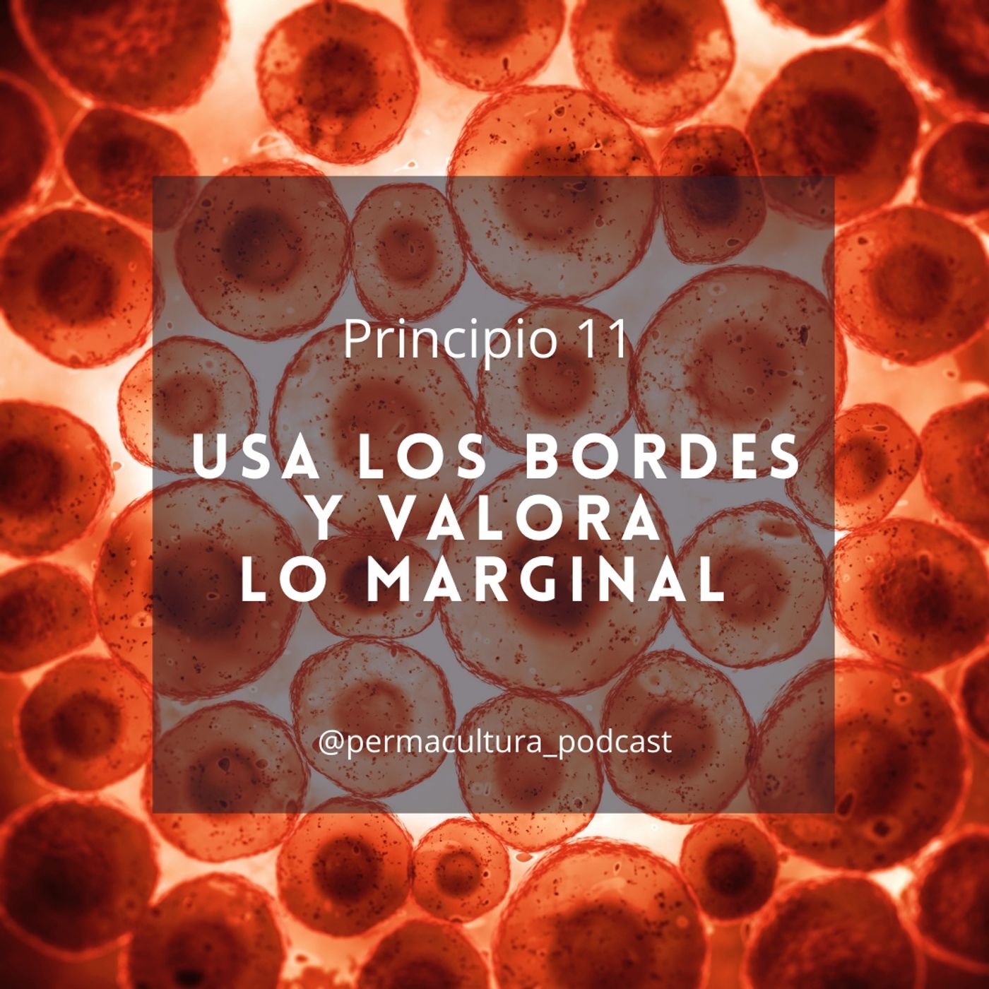 T1E16 - Principio 11 Usa los bordes y valora lo marginal