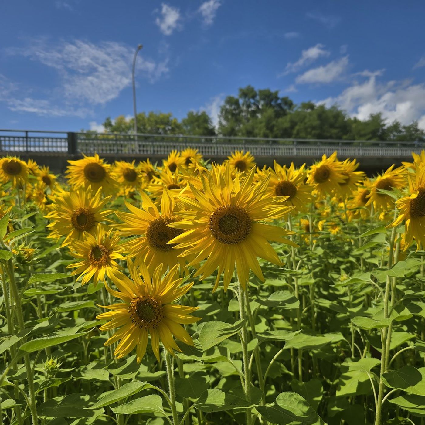 U of I Extension offers free nature walks at Illini State Park episode artwork