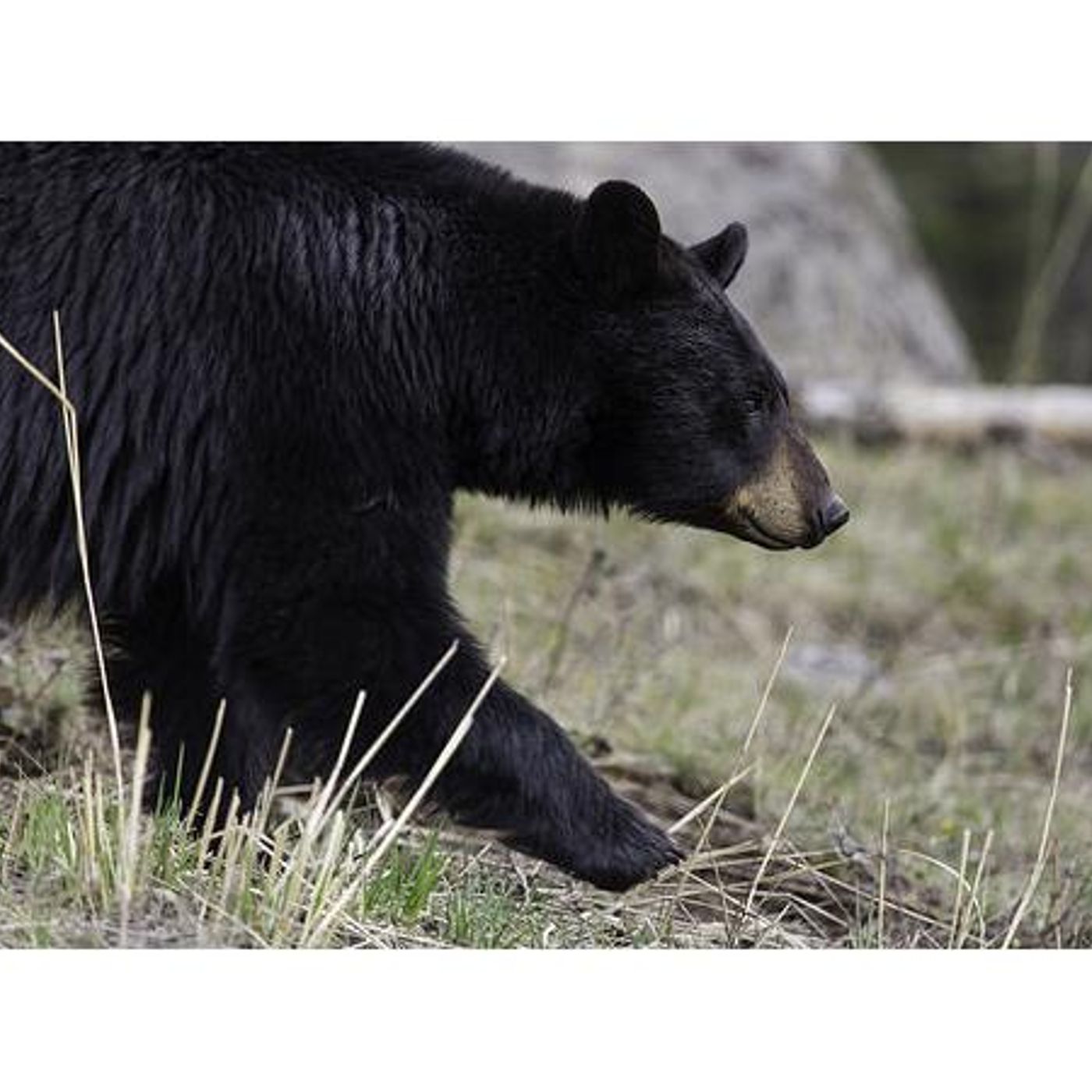 Survival Medicine Hour: Bear attacks, E. Coli, Saline