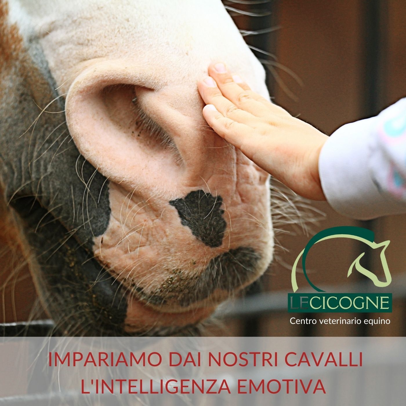 I cavalli: parliamo di salute e benessere