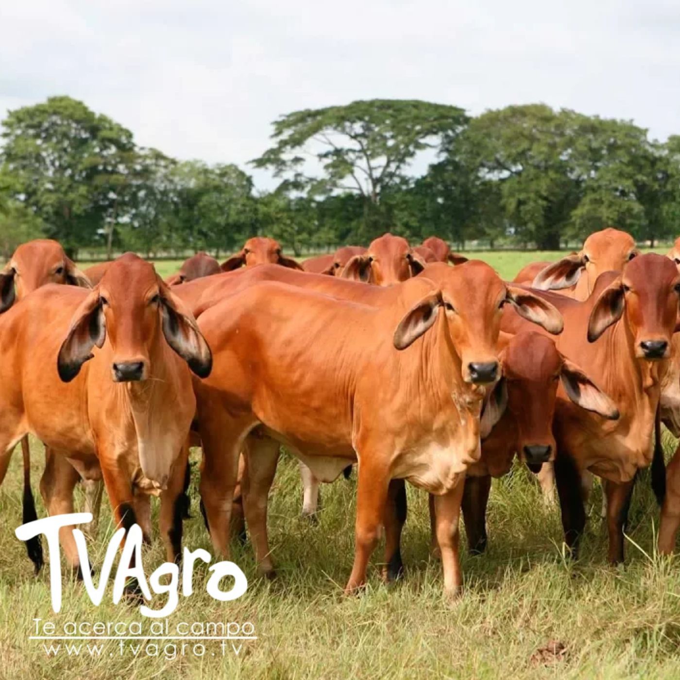 TV AGRO