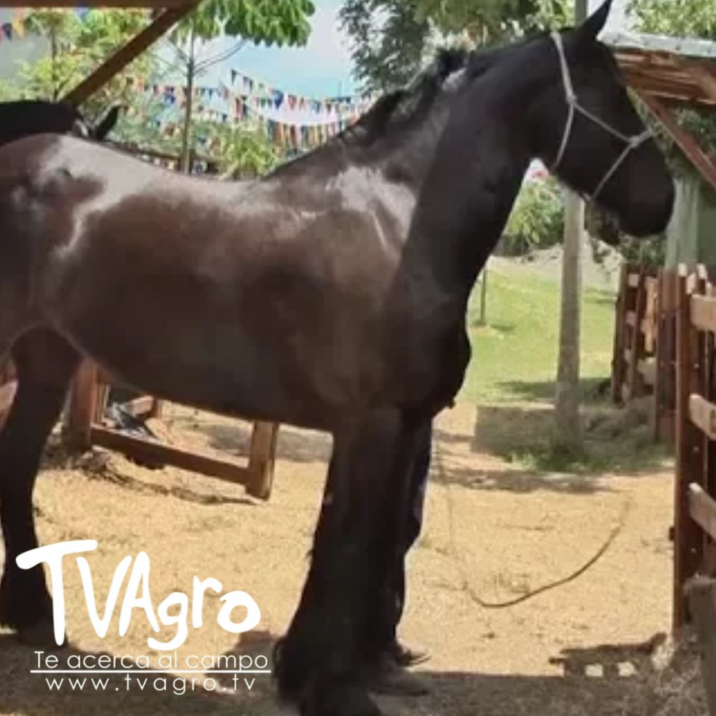 TV AGRO