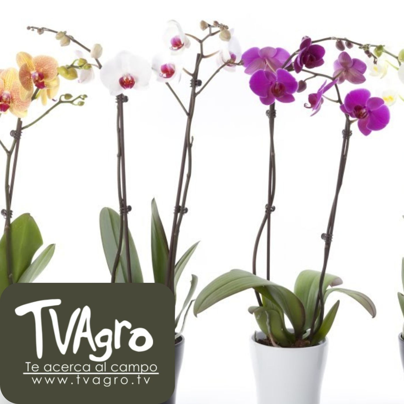 TV AGRO