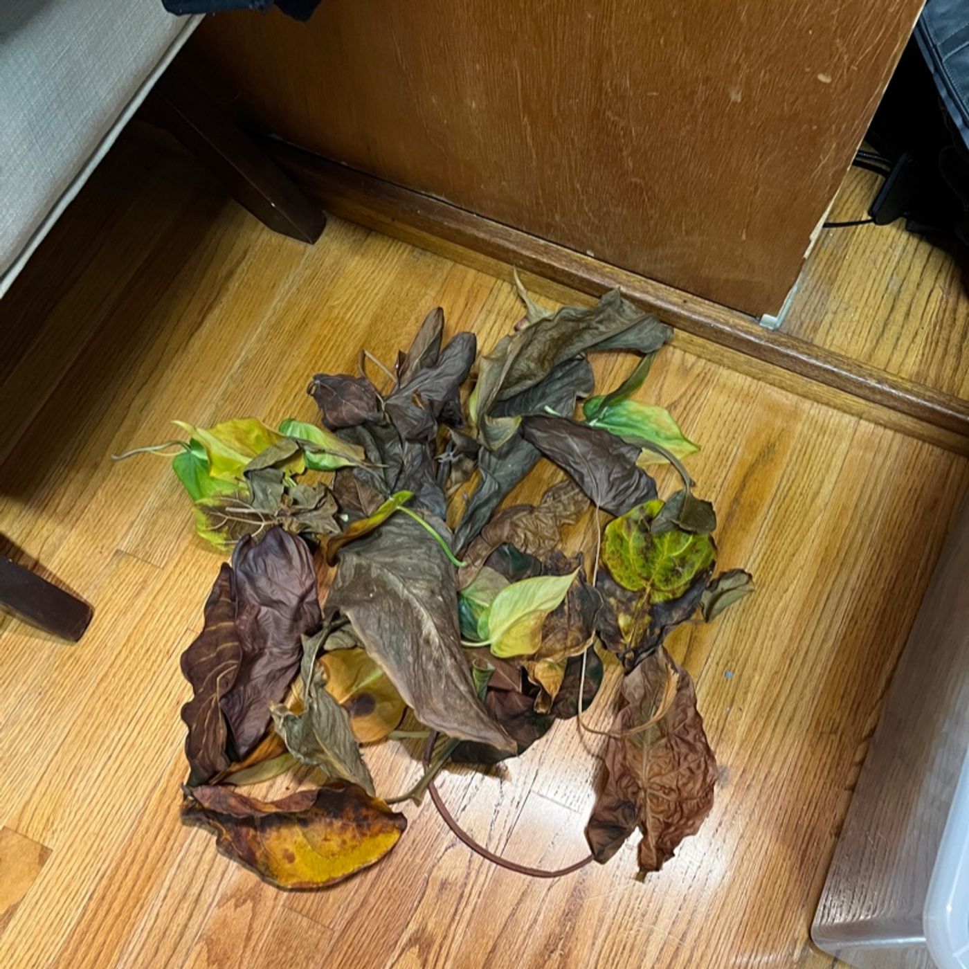 Episode 207 - Grief Plants (the ones that lived)