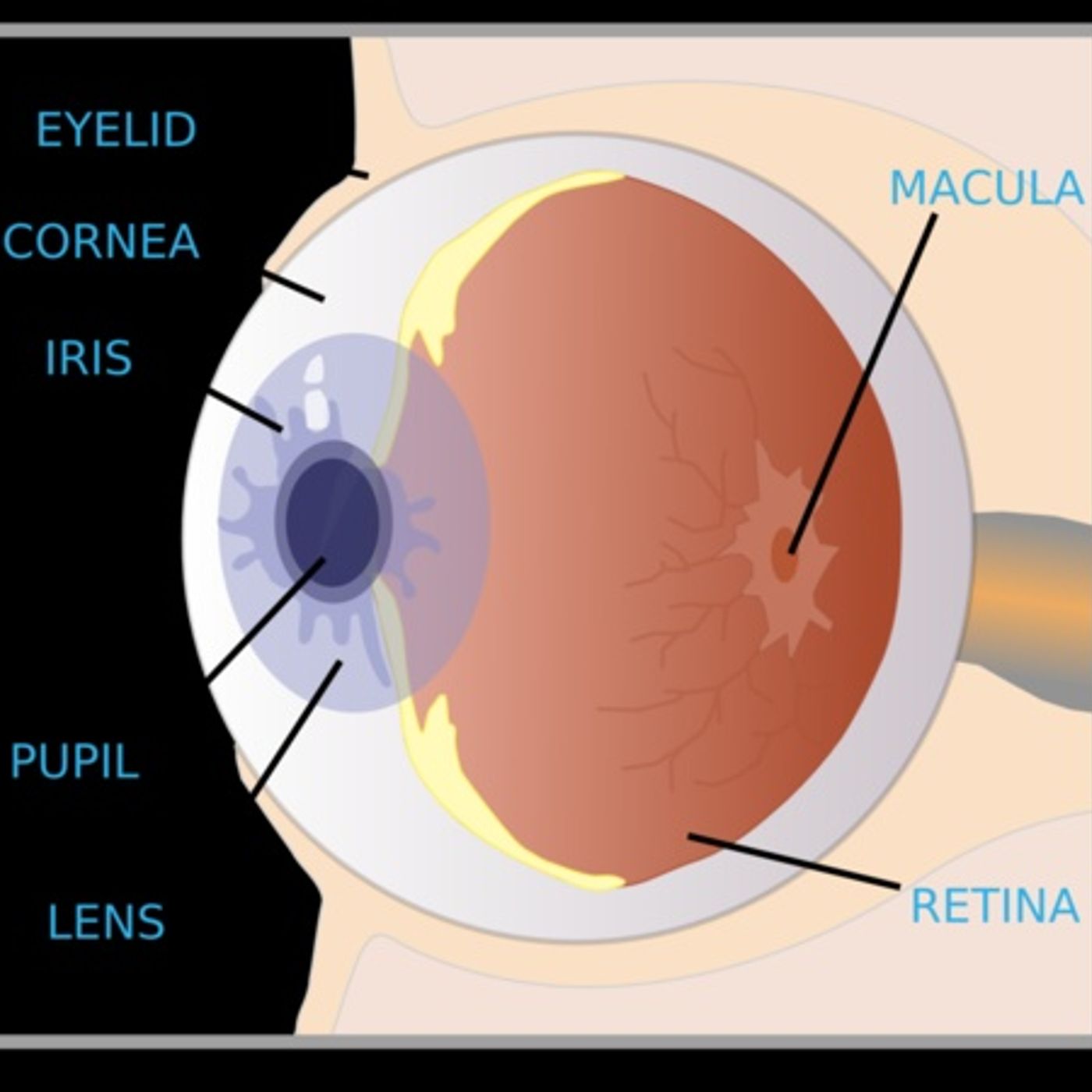 #354 Survival Medicine Hour: Eye Issues Off The Grid