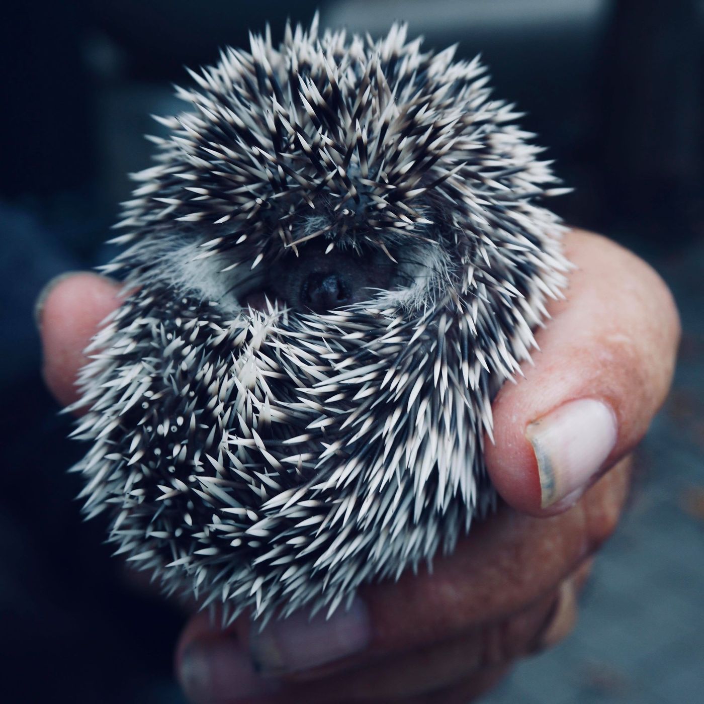 Podcast The Shedding of Spines
