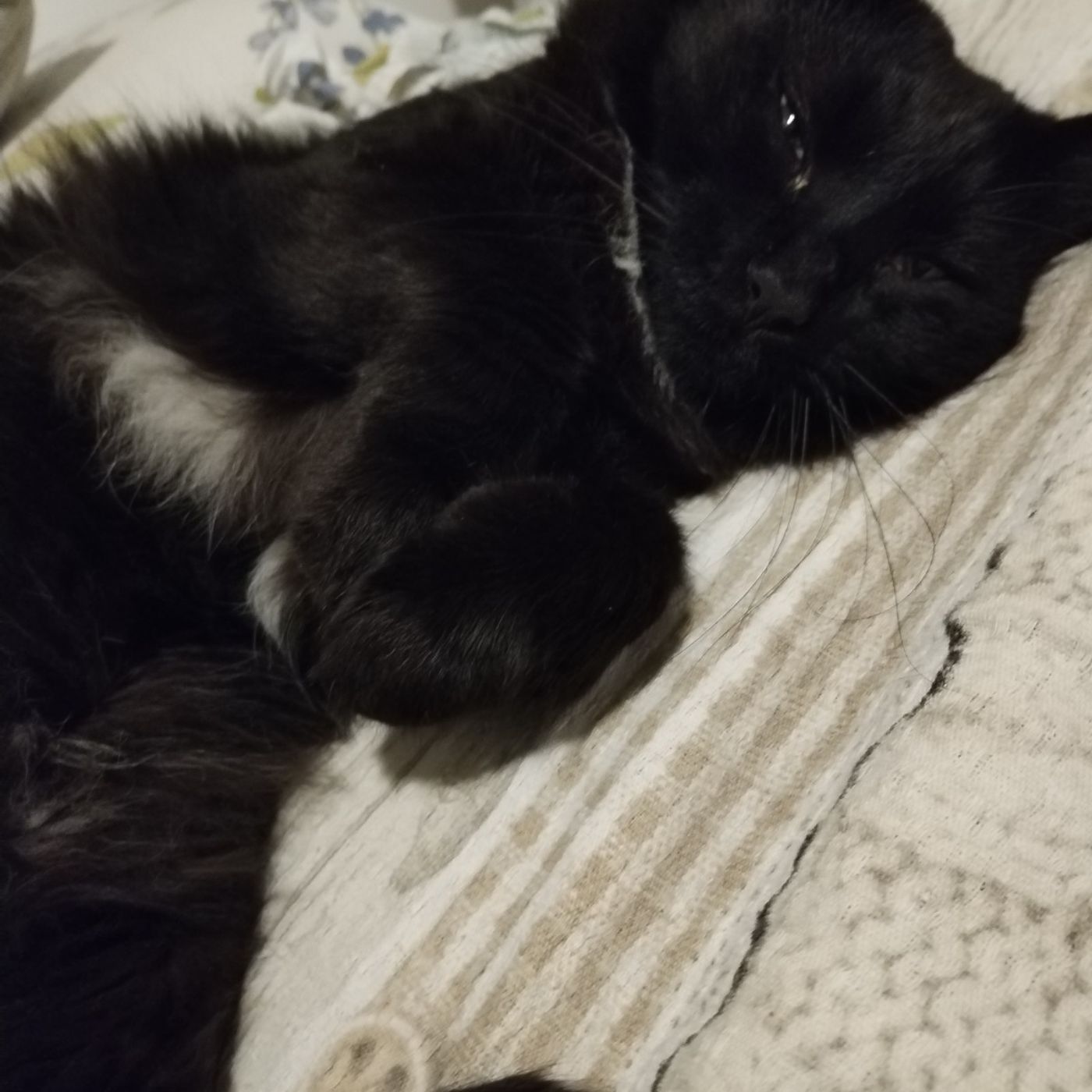Romeo the cat
