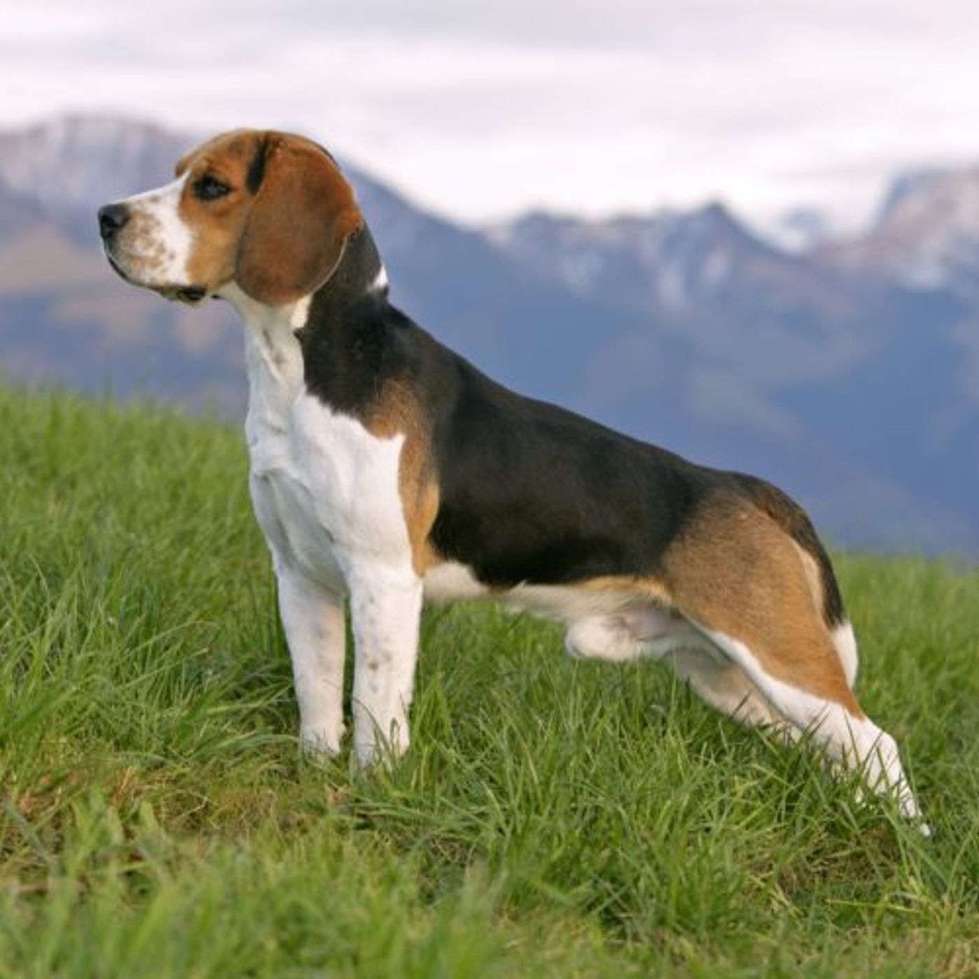 Il Tar del Lazio ferma gli esperimenti sui Beagle, Guarda (Verdi-Avs): “Vittoria di civiltà”