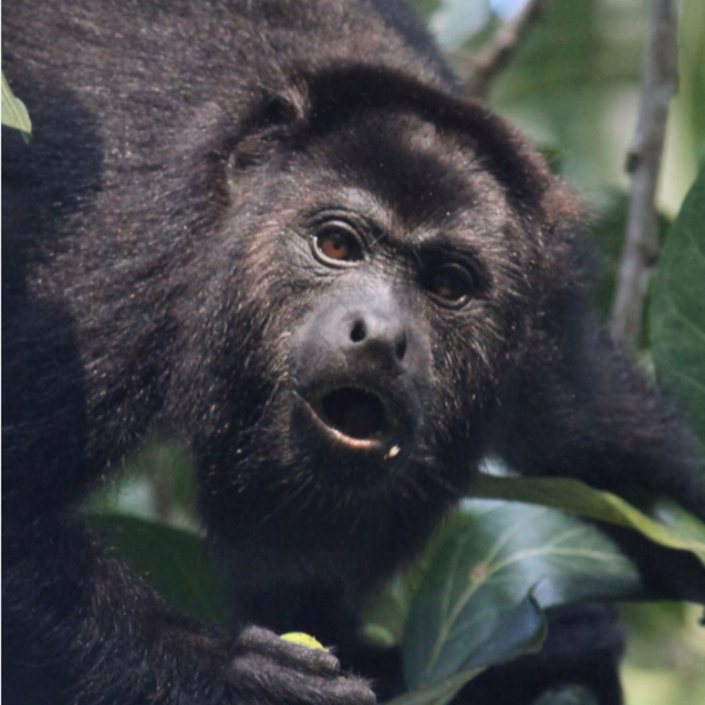 Luneta el mono saraguato