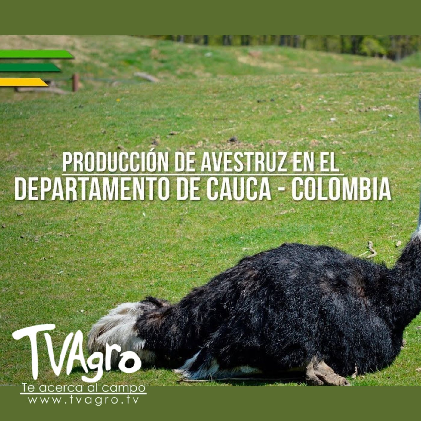 TV AGRO