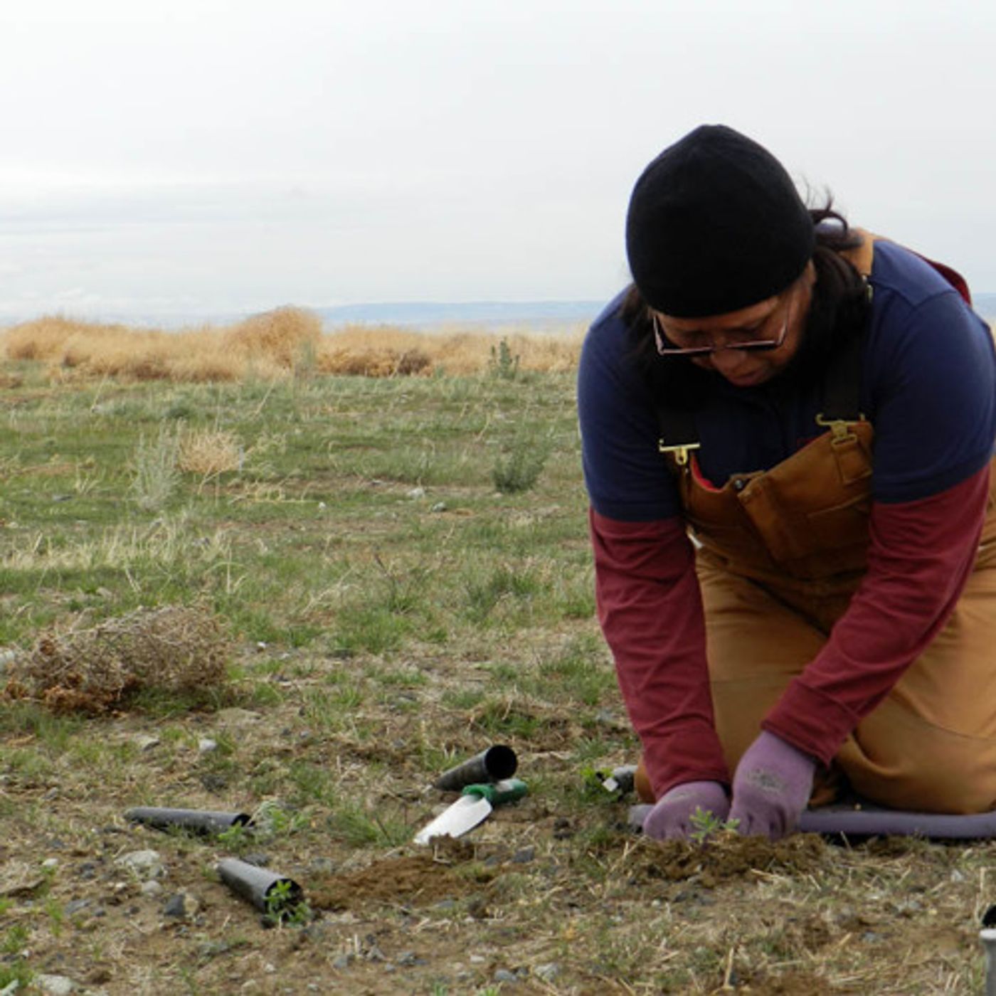 Tribe Hopes to Restore Hanford's Natural Plants episode artwork
