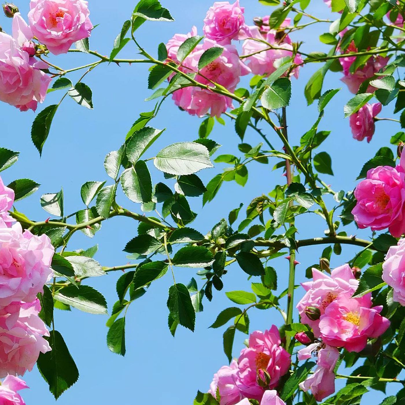 LE ROSE