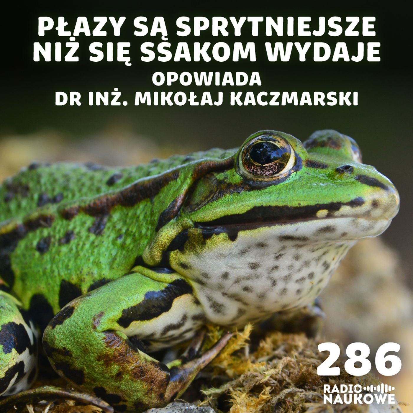 #286 Płazy – hibernujący śpiewacy o trujących skórach | dr inż. Mikołaj Kaczmarski