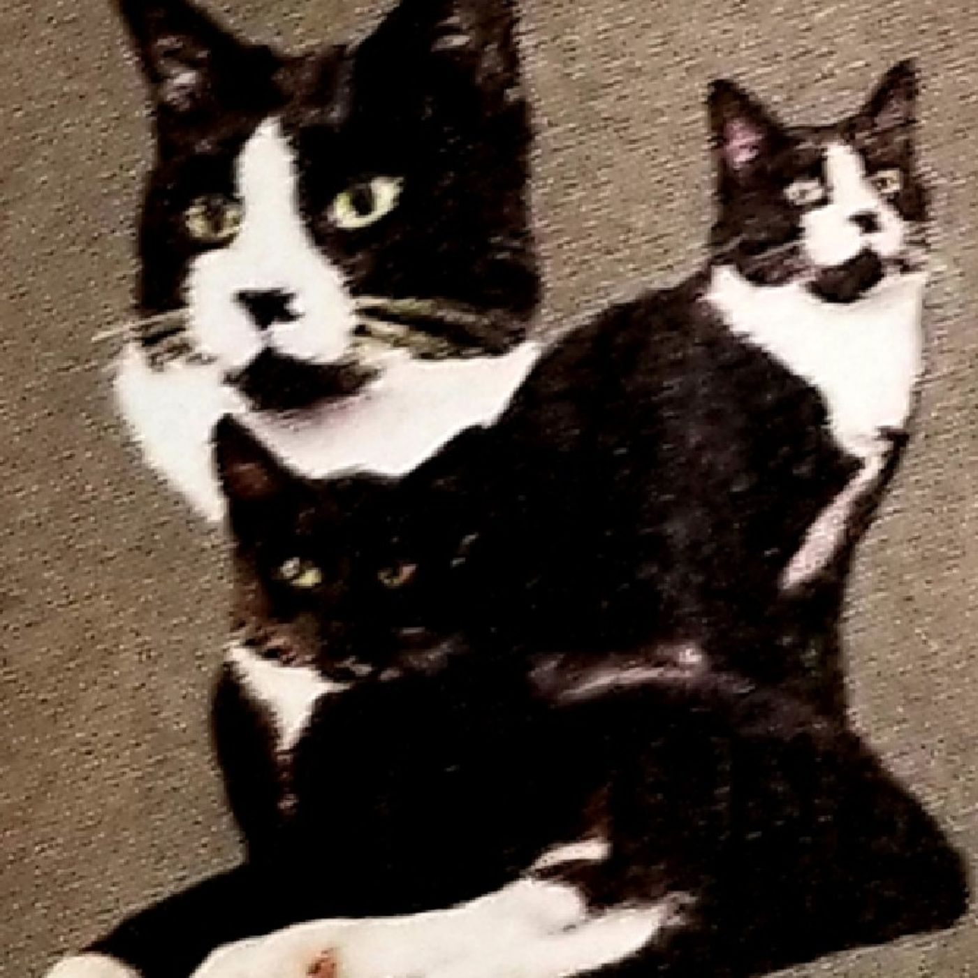 Besos de Terciopelo - Contamos historias y leyendas de gatos porque los amamos. Por: Diosma Patricia Davis * Argentina en RAO/México. episode artwork