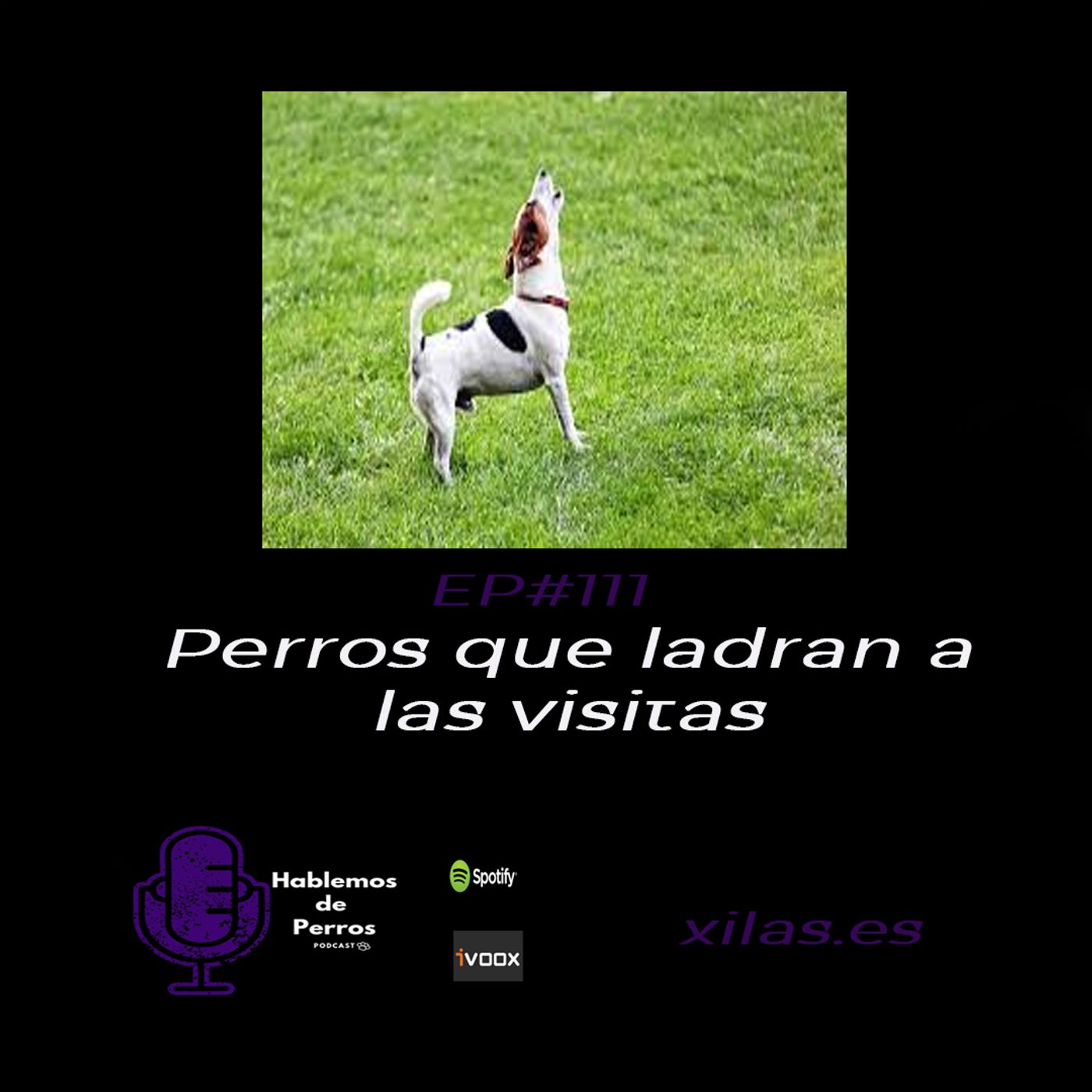 Hablemos de perros