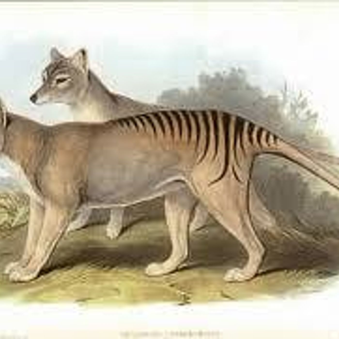 225 - Thylacines and Pademelons