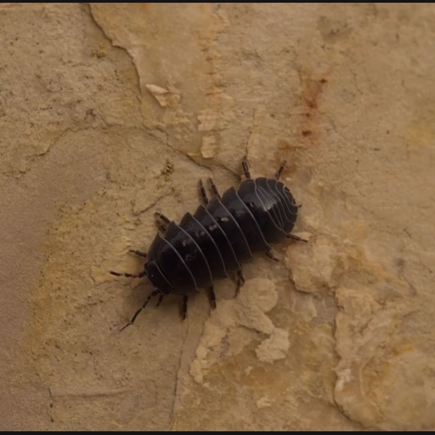 S54E21: Are More People Fearful Of Creepy Crawlers Than There Are Of  Vicious Beasts