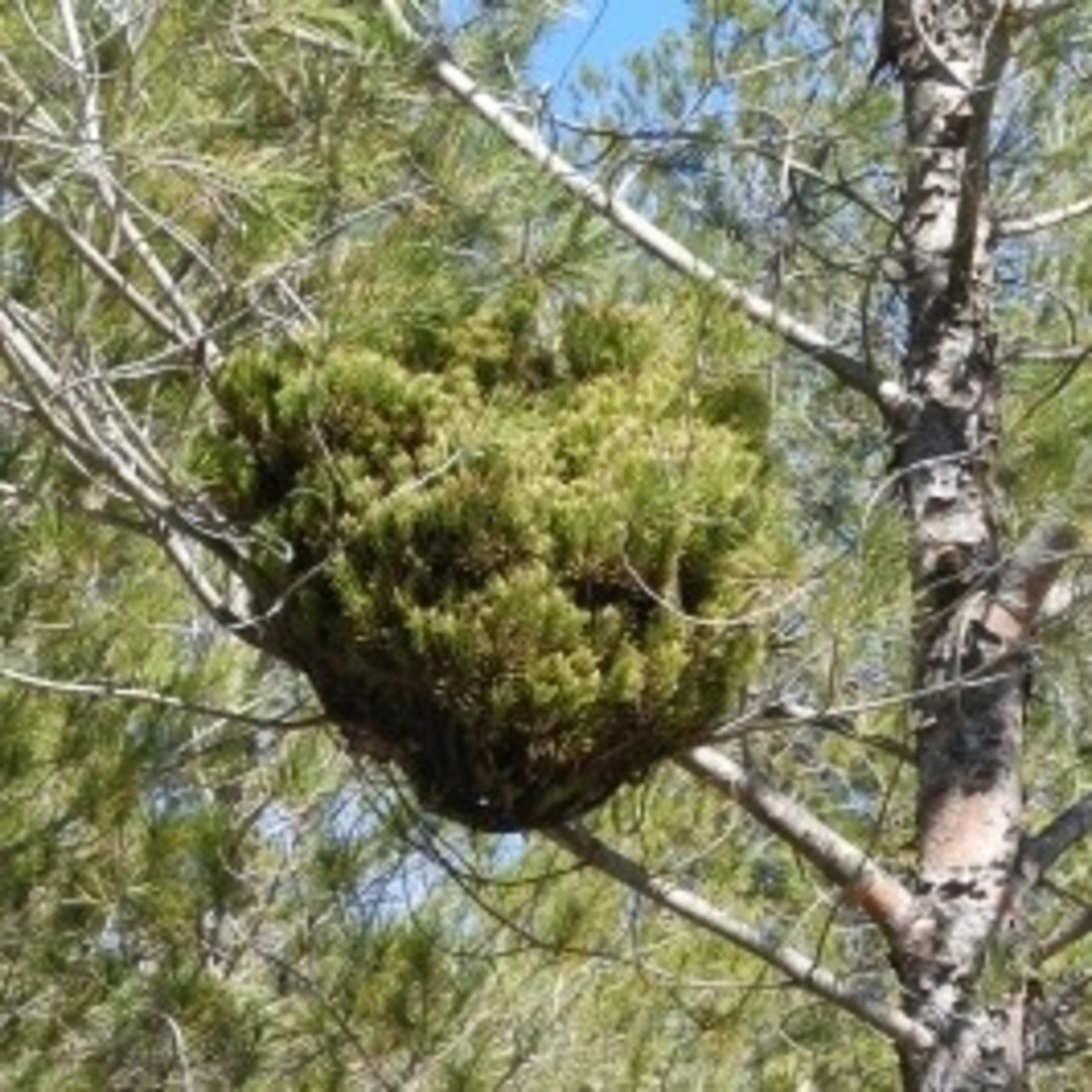Podcast Fascinación por las plantas