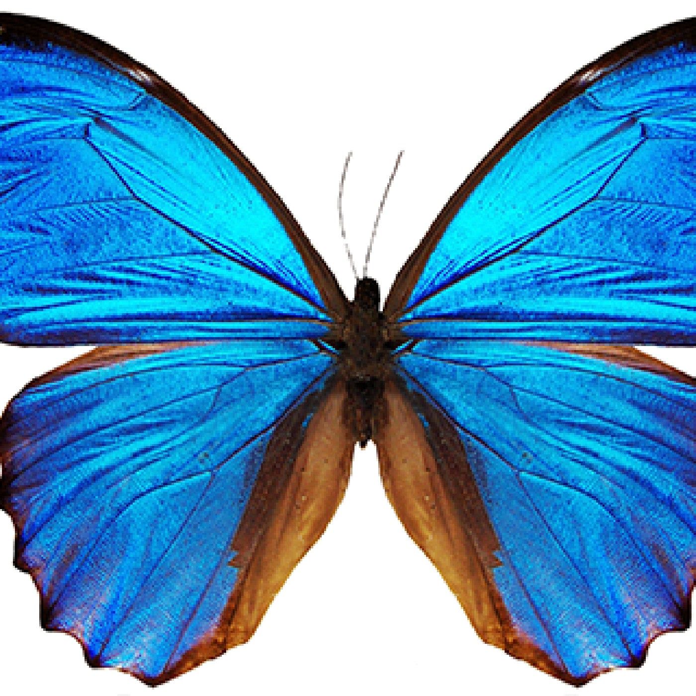 Butterfly Diaries podcast artwork