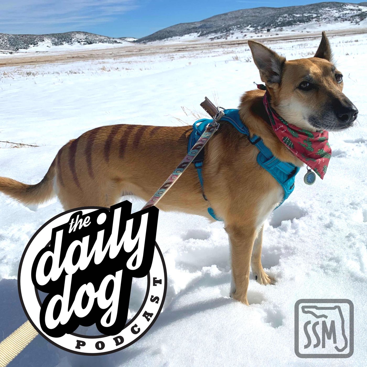 The Daily Dog