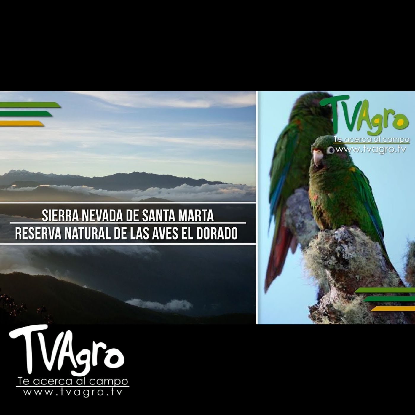 TV AGRO