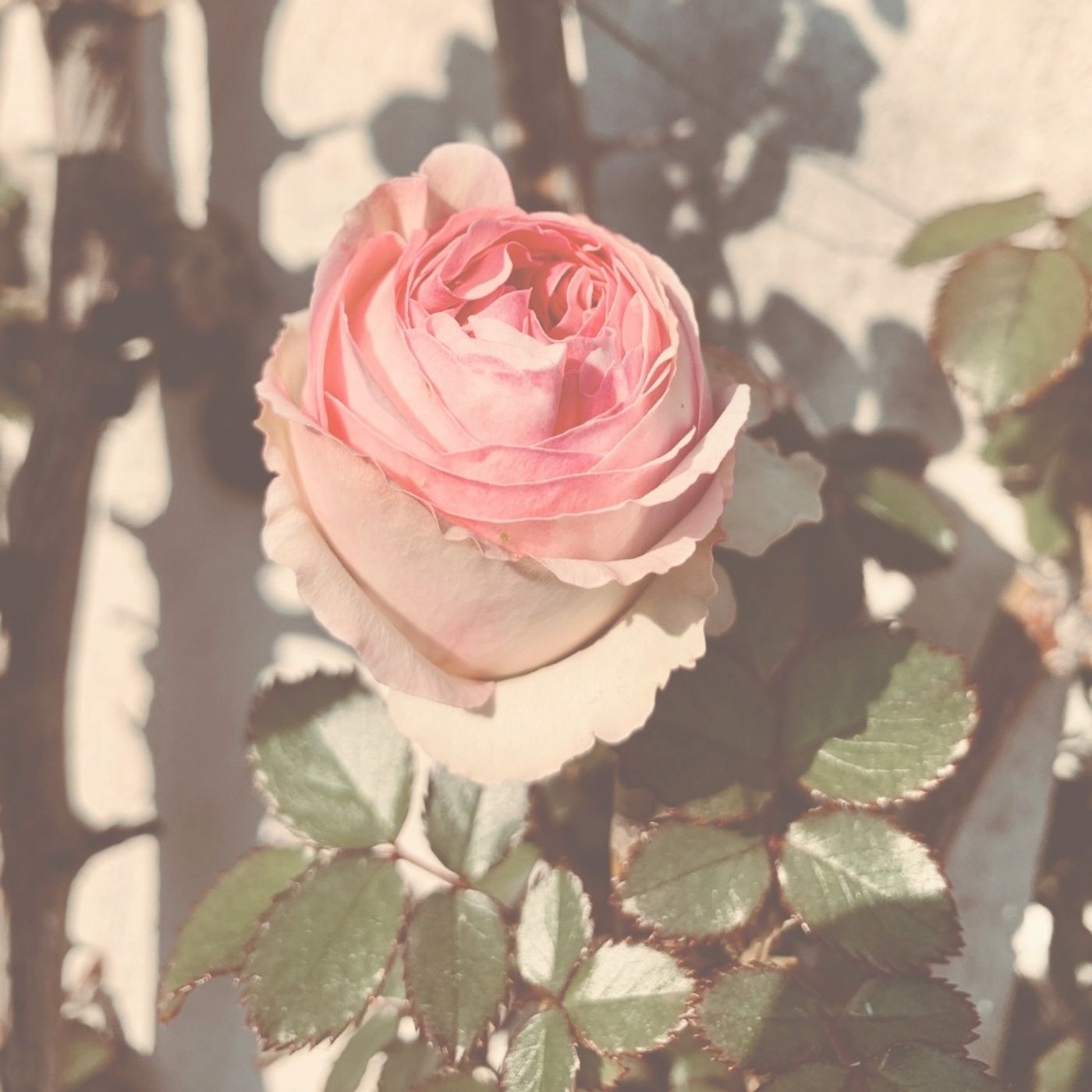 Épisode 165 | "Les fleurs du printemps sont les rêves de l'hiver" Épisode 165 | "Les fleurs du printemps sont les rêves de l'hiver"