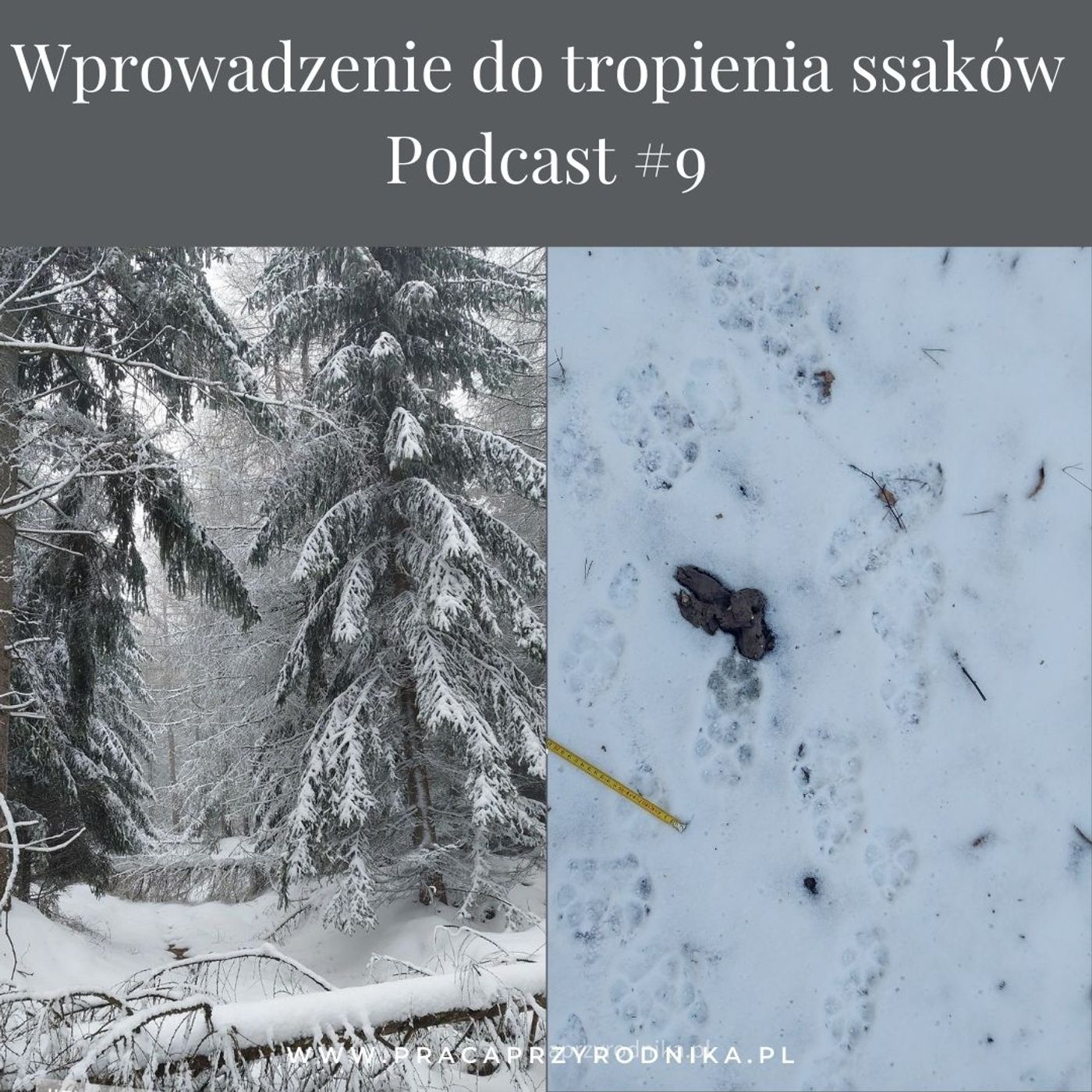 #9 - Wprowadzenie do tropienia ssaków