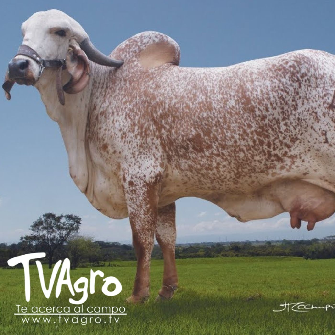 TV AGRO