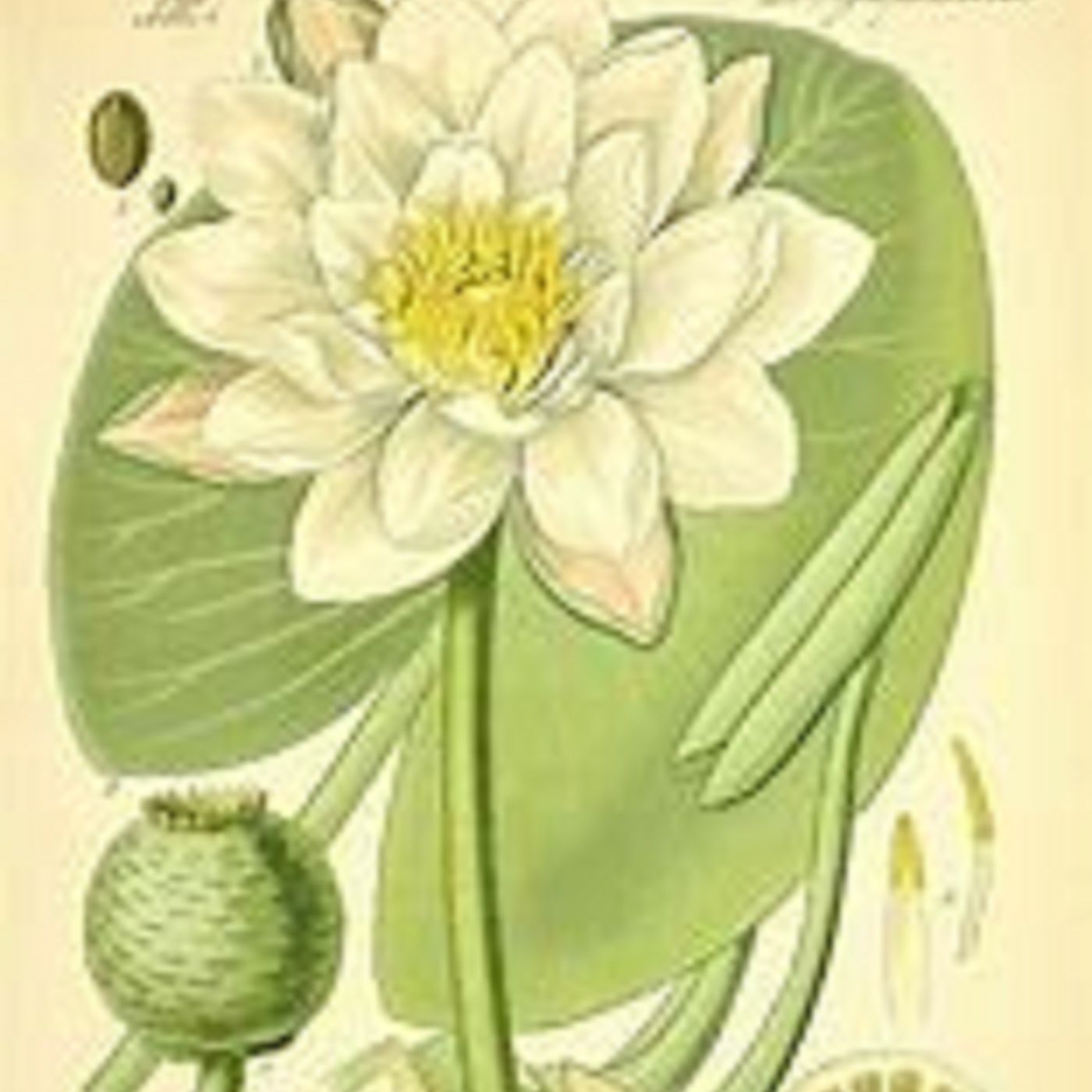 Southern Appalachian Herbs