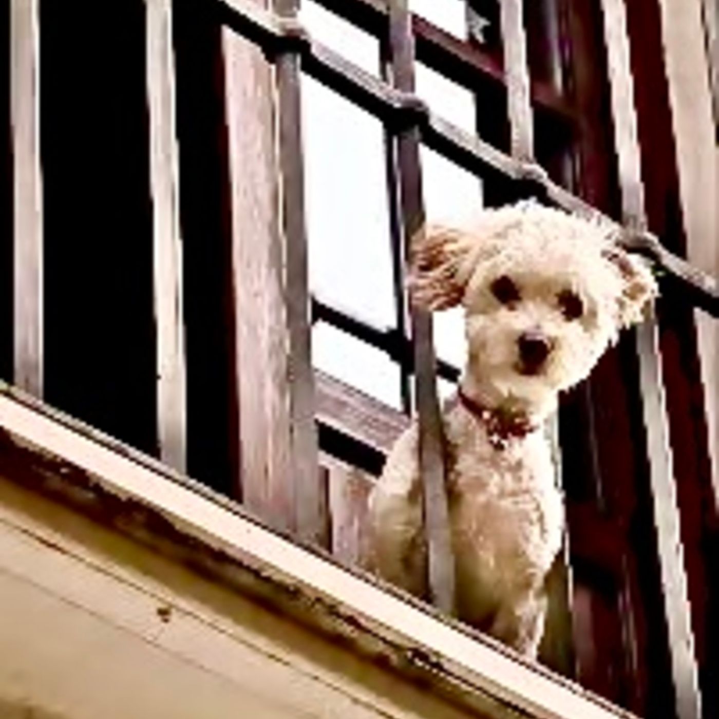 El Caniche 🐩 del piso 13 ☠️ (Narrado por el Argentino)
