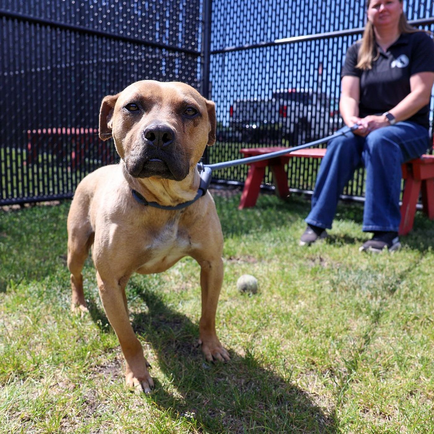 ‘Get the home they deserve’: 18 rescued fight dogs settle in at Kankakee Co. Animal Control episode artwork