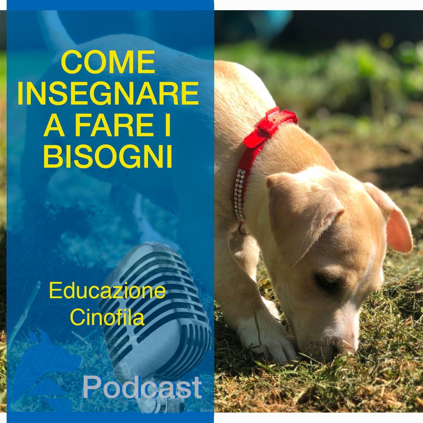 StiCani Educazione Cinofila