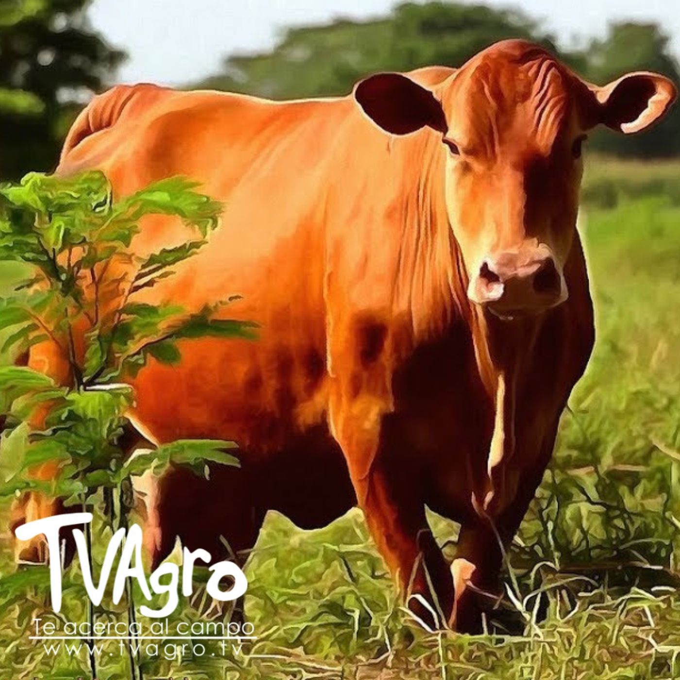 TV AGRO