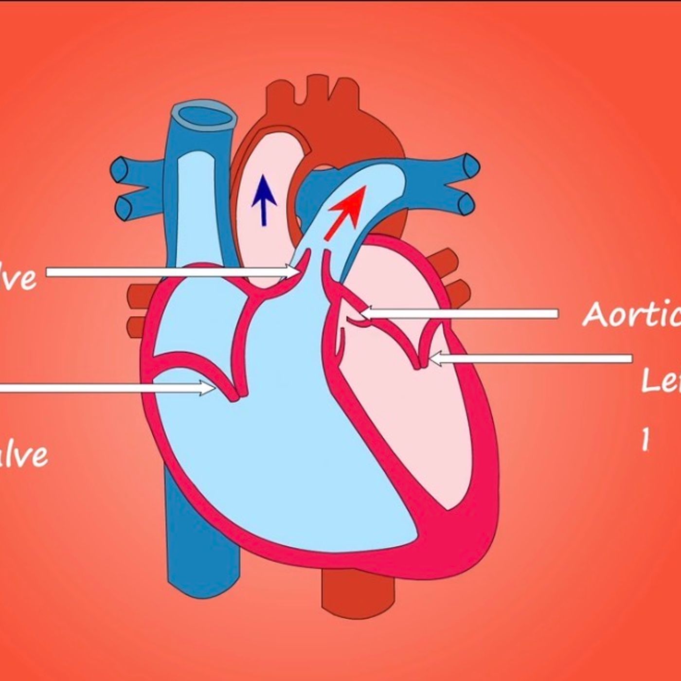 S95E1: The Hardest Muscle Pumps 100,000 Times In 1 Day - Trevor Gear On Muscles In The Human Heart