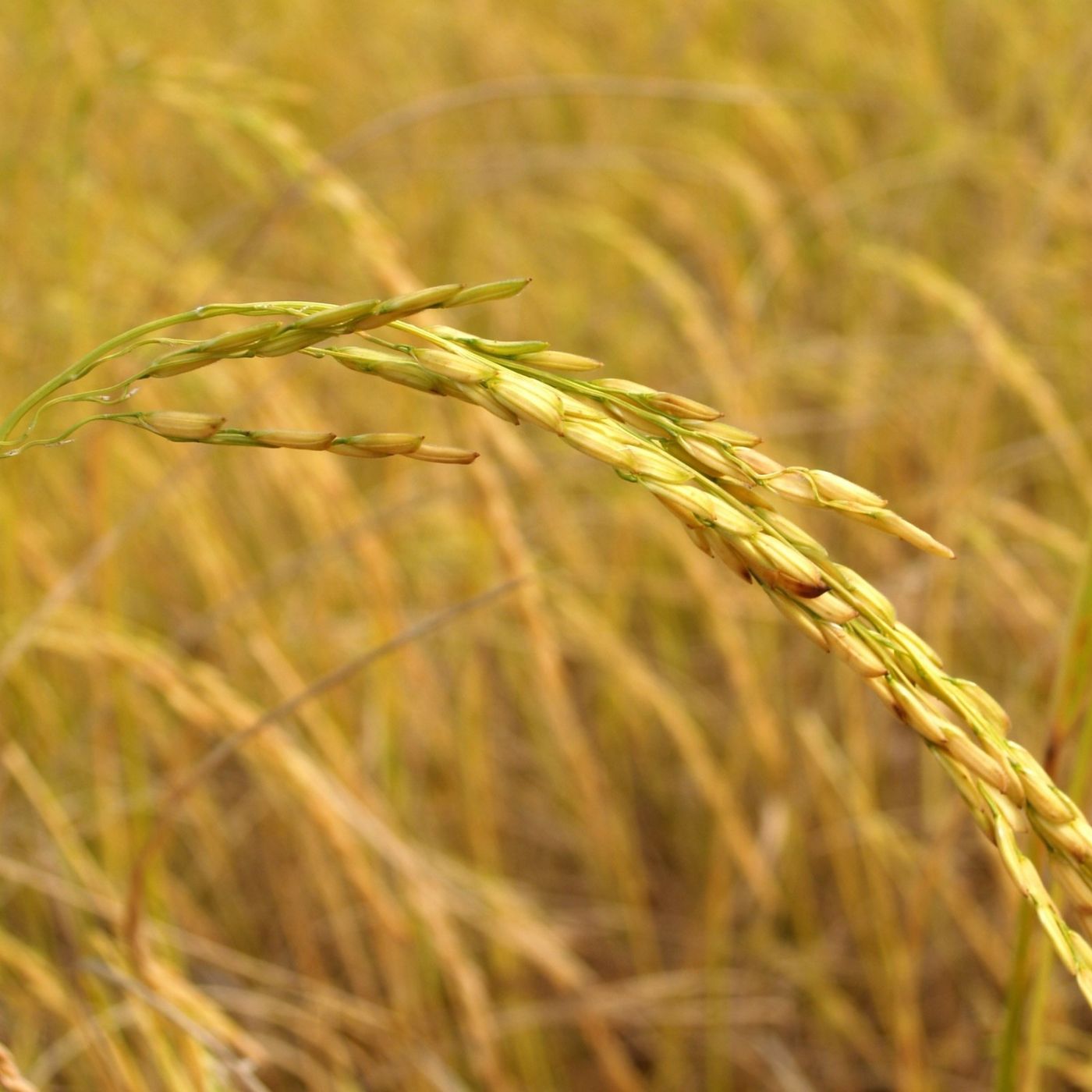 BBCast Agro