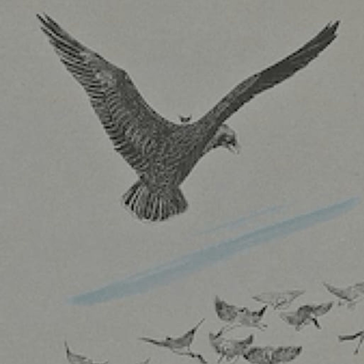Cómo los pájaros consiguieron un rey | Cuentos De Astucia episode artwork