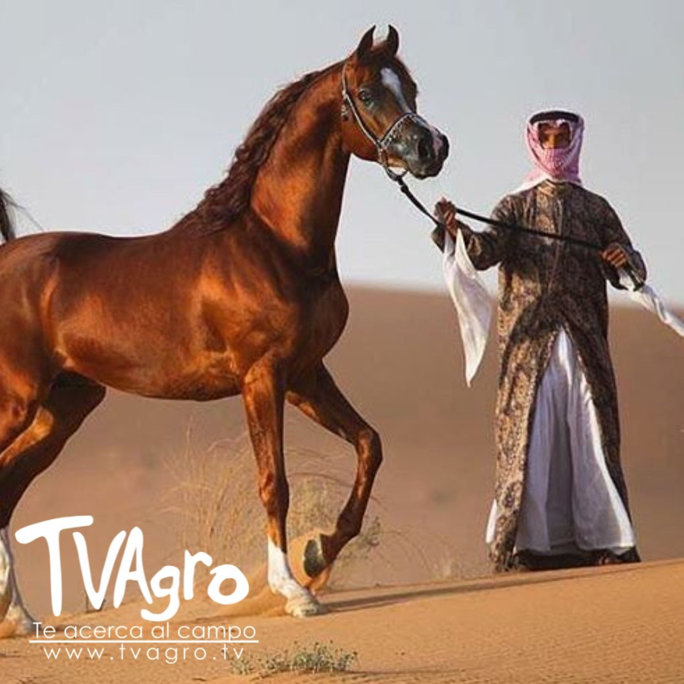 TV AGRO
