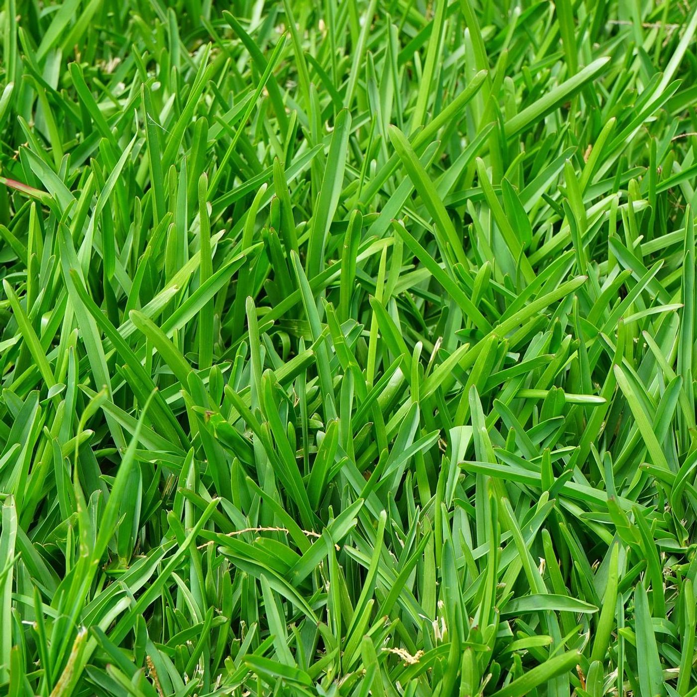 Lawn Pre-Emergents