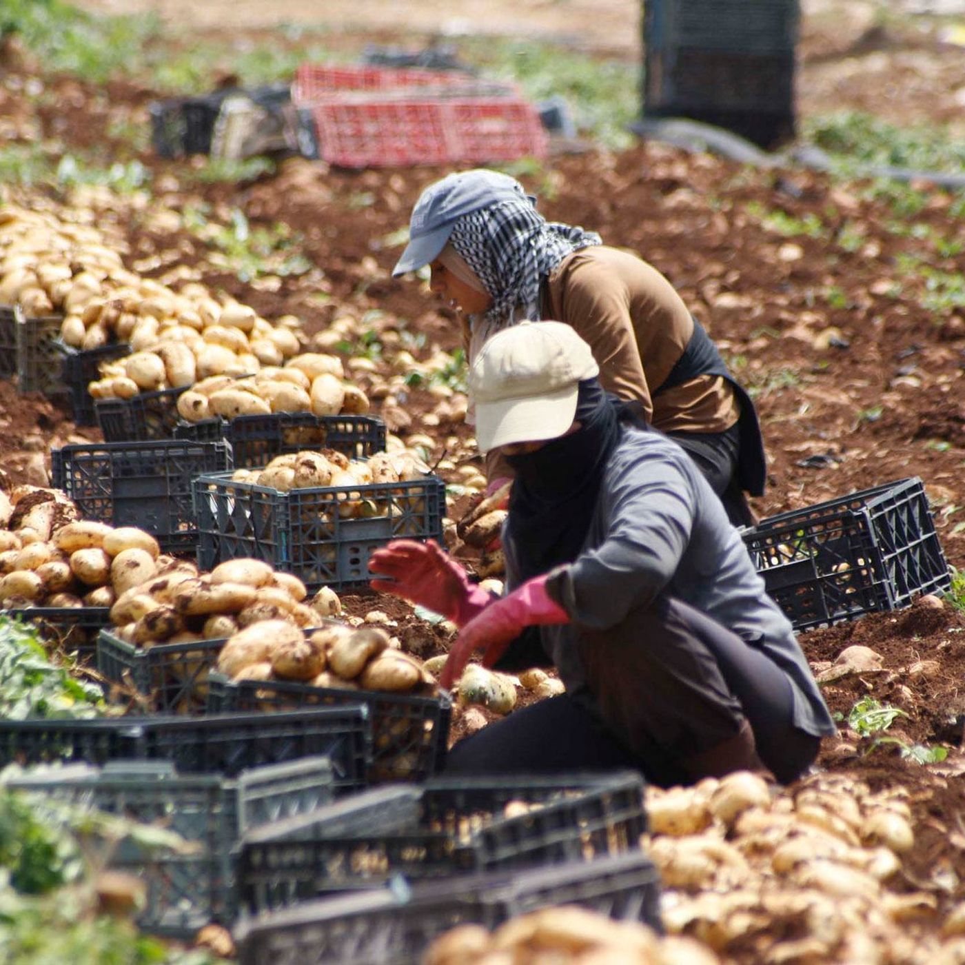 Com aumento de guerras, sistemas alimentares estão sob ataque
