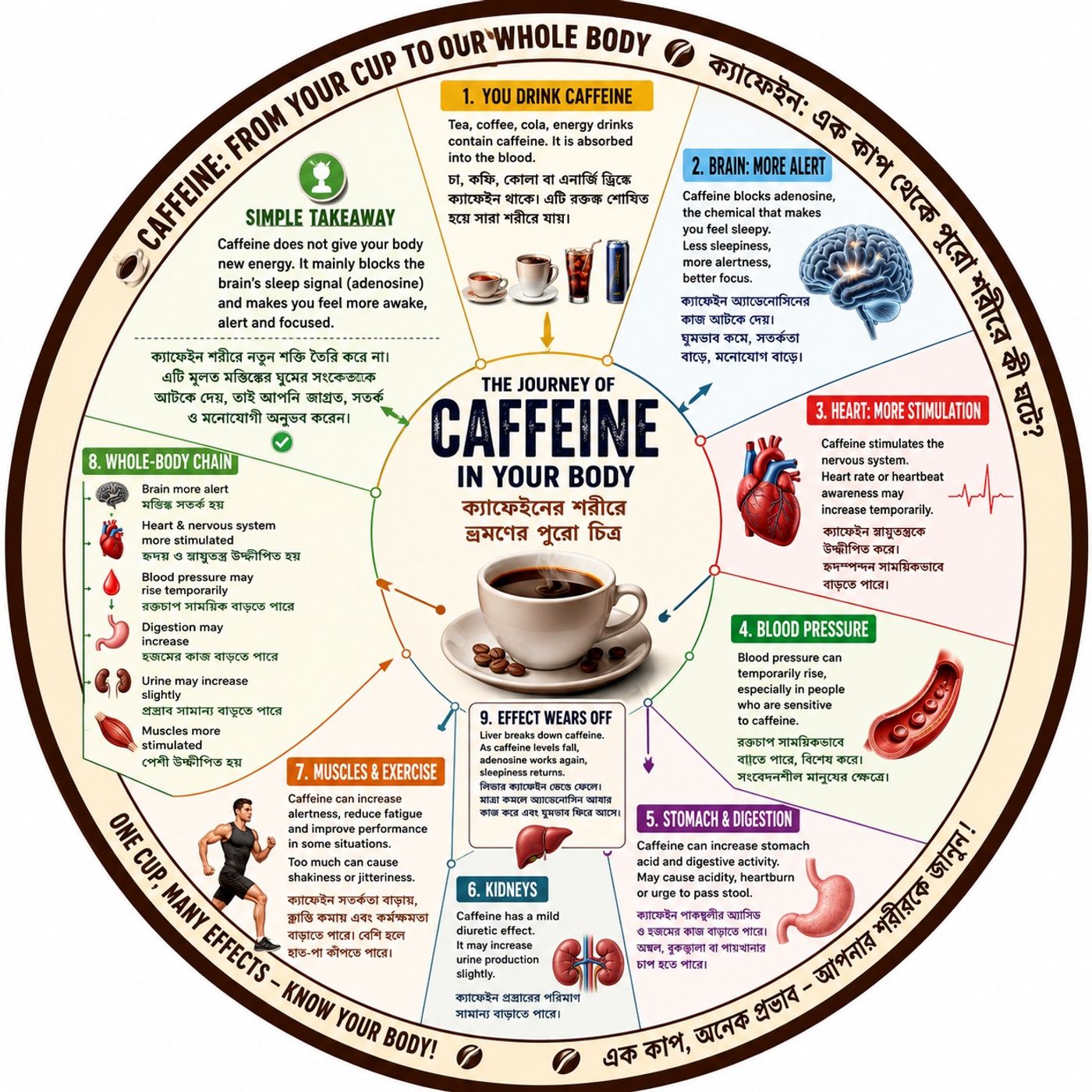 EP-312☕ CAFFEINE INSIDE YOUR  FULL BODY EFFECT — THE COMPLETE JOURNEY ক্যাফেইন শরীরে ঢোকার পর কী ঘটে? — সম্পূর্ণ যাত্রা|   wellness podcast episode artwork