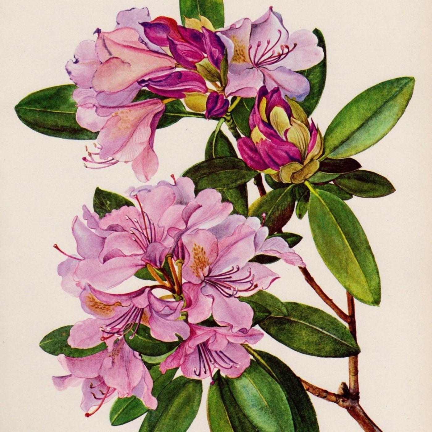 Southern Appalachian Herbs