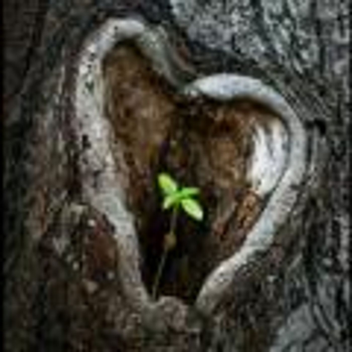 Silver Gaia Radio: with Dr. Brie Gibbs