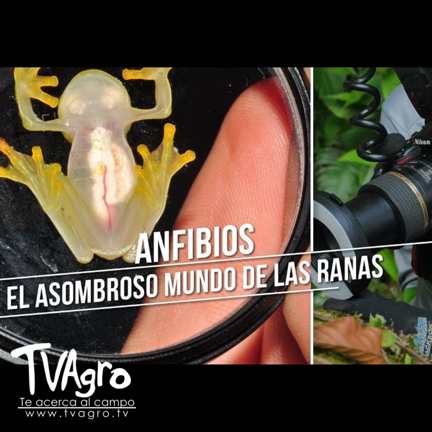 TV AGRO
