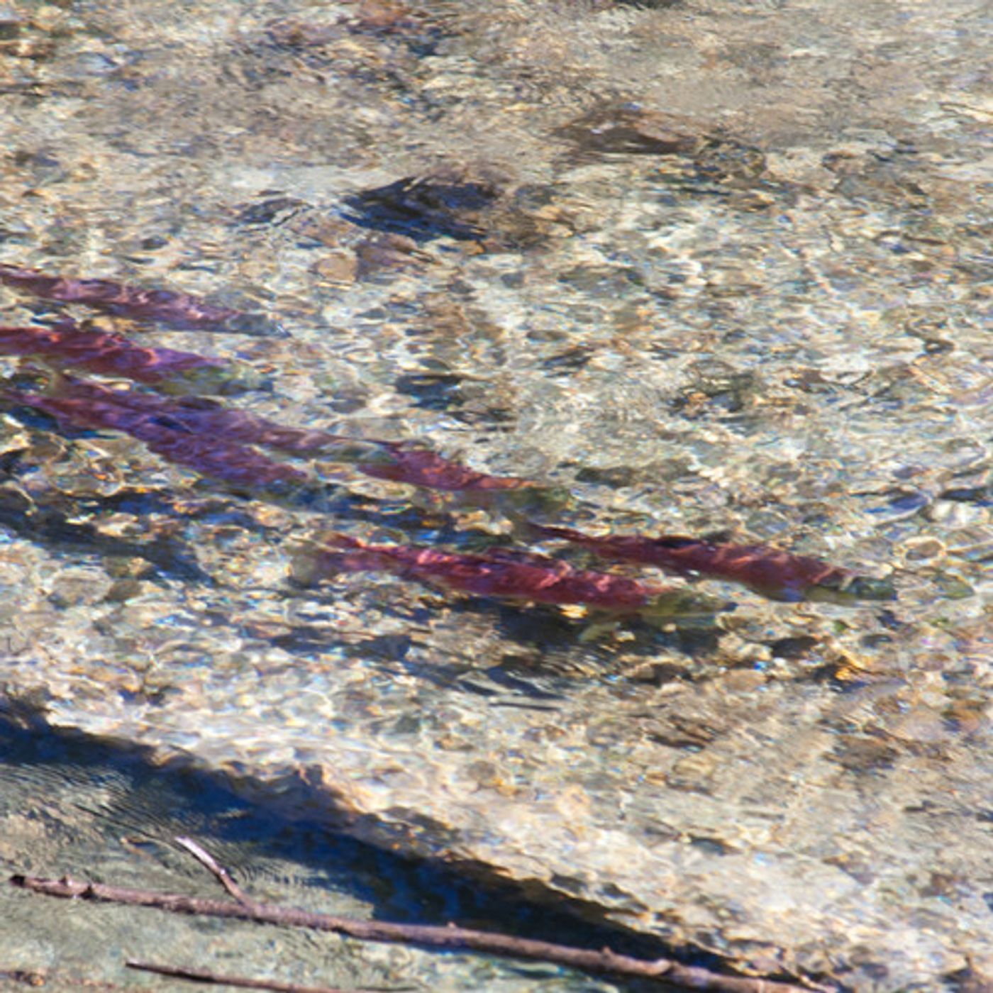 Feds Give Stakeholders Bigger Salmon Recovery Role episode artwork
