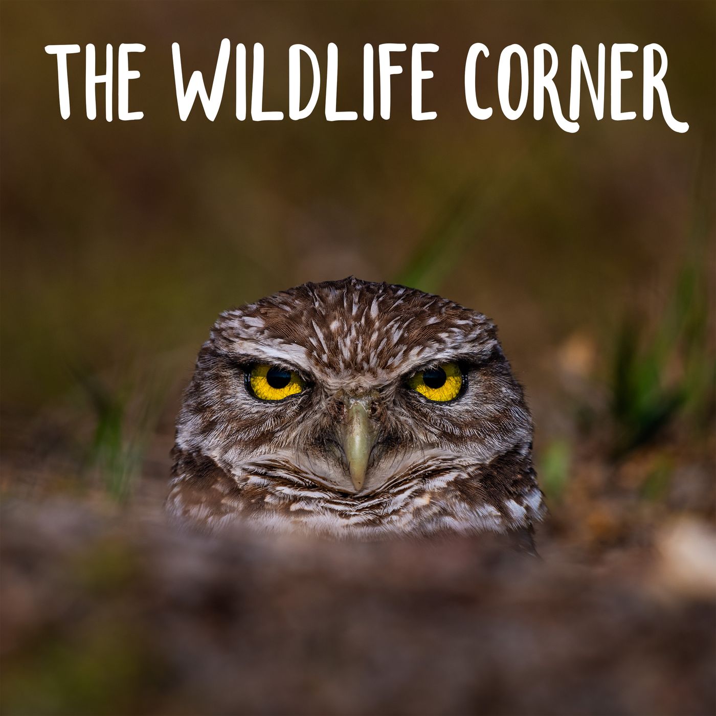 The wildlife corner