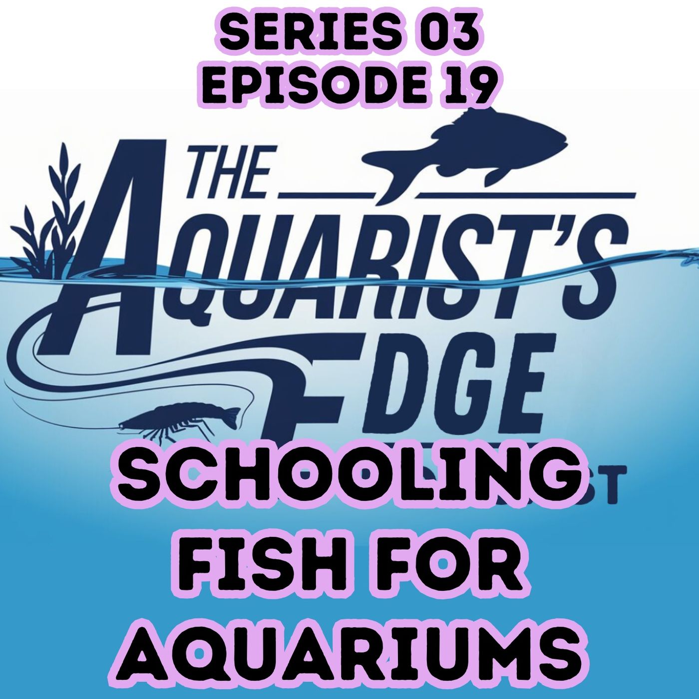 Best Schooling Fish for Home Aquariums (Shoaling vs Schooling Explained)