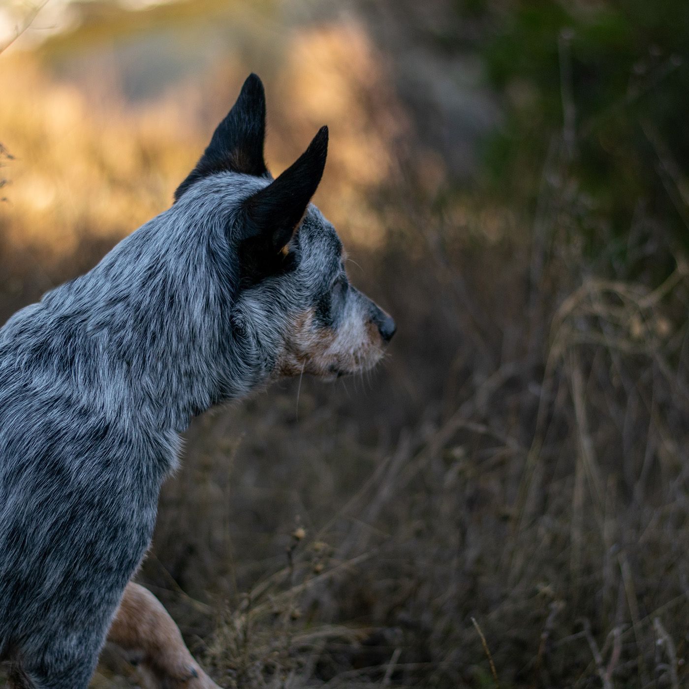 A Short History of A Very Long Dog: The Spooky Ghost Radio Hour
