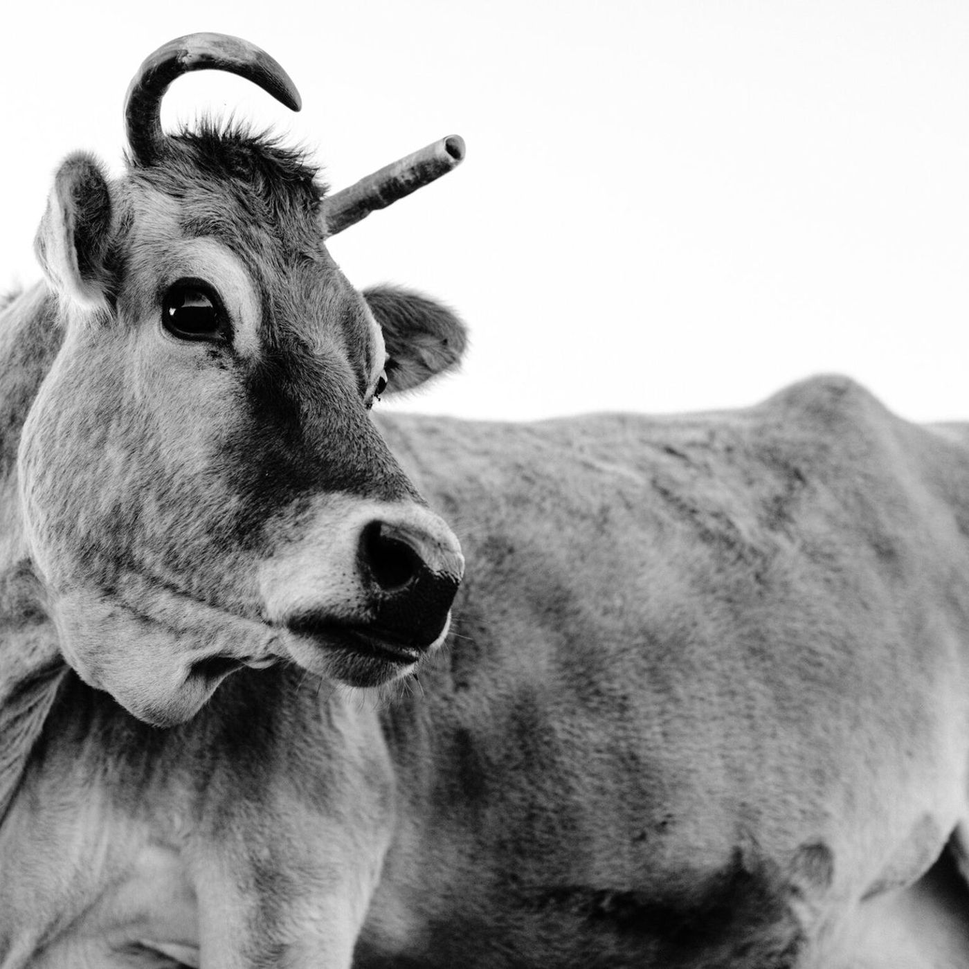 3 Reasons Earth Day Is Important for Farmers and Their Animals episode artwork