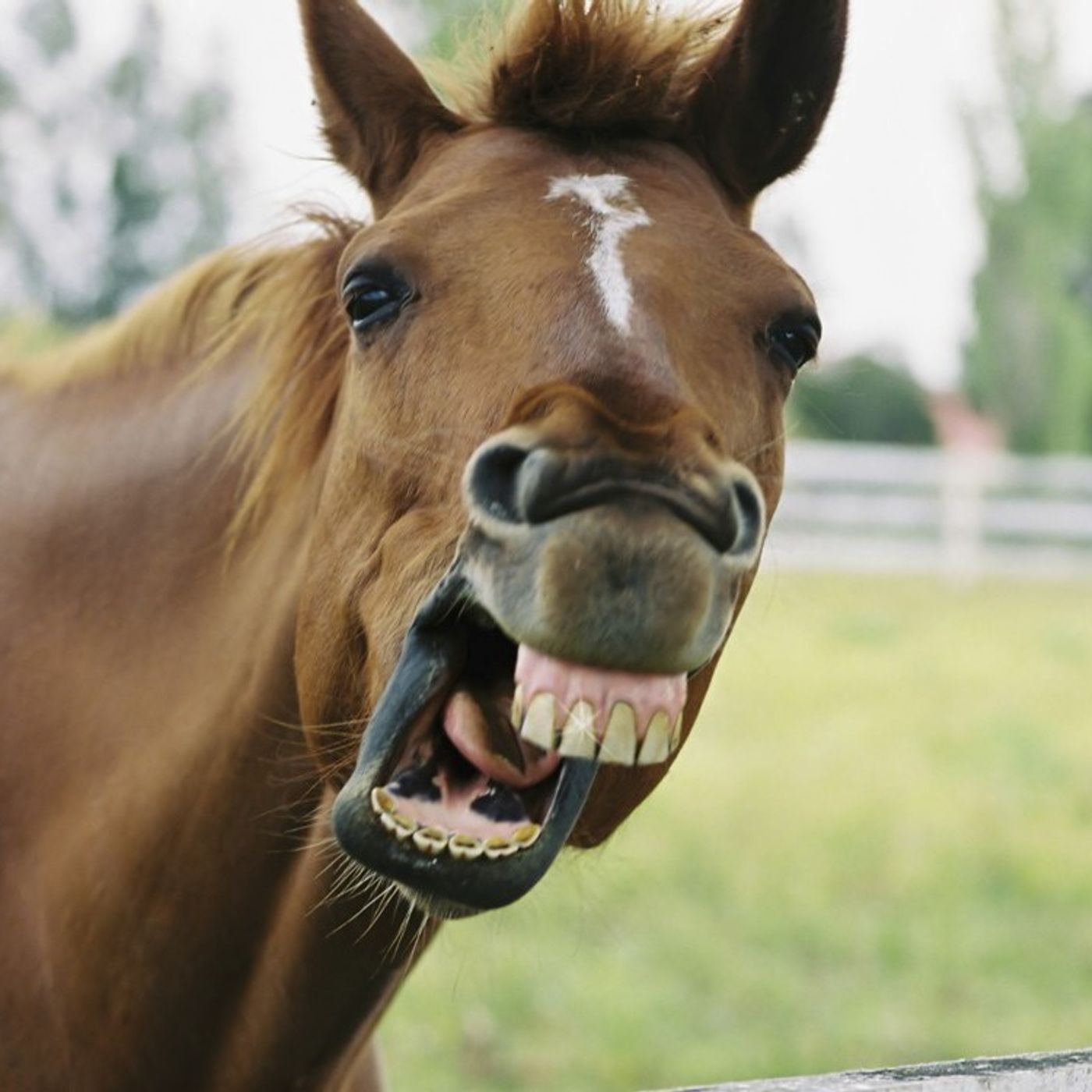 Historias de Miedo Agosto 1 de 2022 CARA DE CABALLO